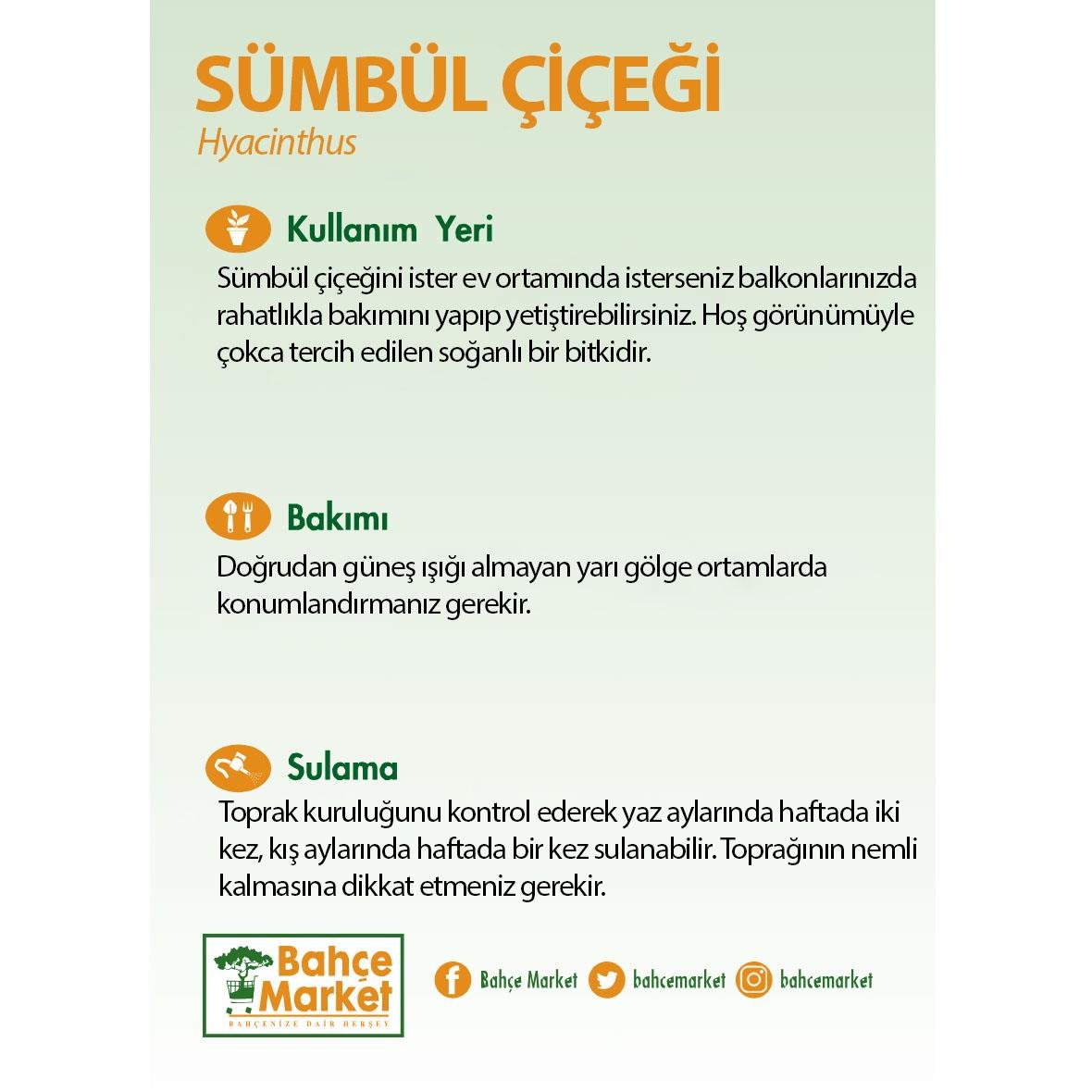 Sümbül Çiçeği Saksılı 5-10 Cm