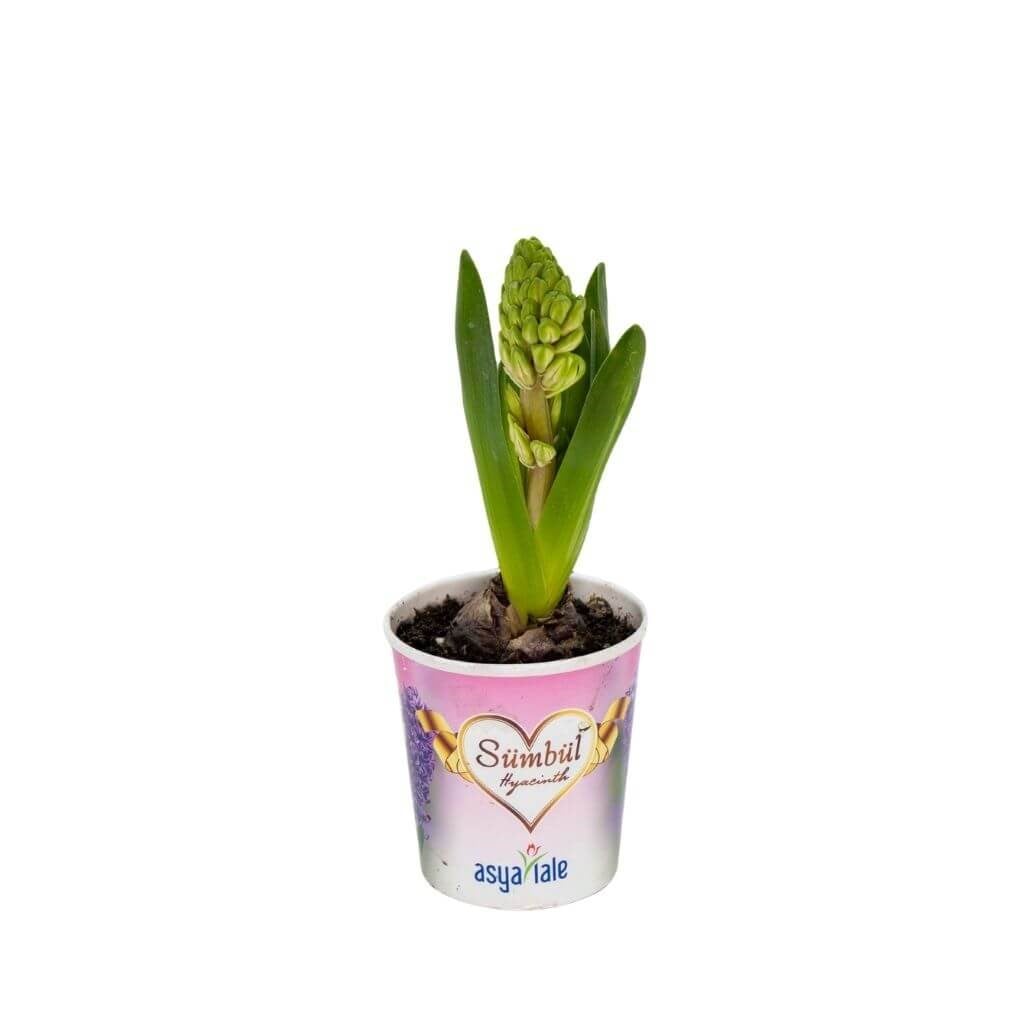 Sümbül Çiçeği Saksılı 5-10 Cm