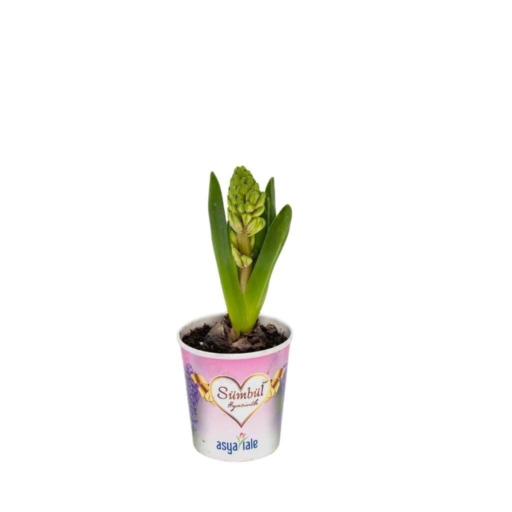 Sümbül Çiçeği Saksılı 5-10 Cm