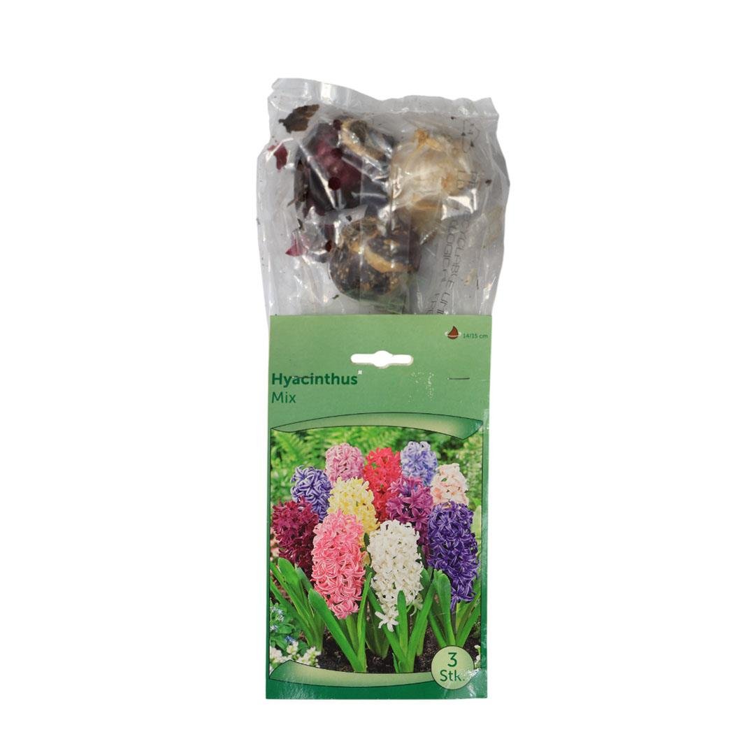 Sümbül Soğanı (Paket)
