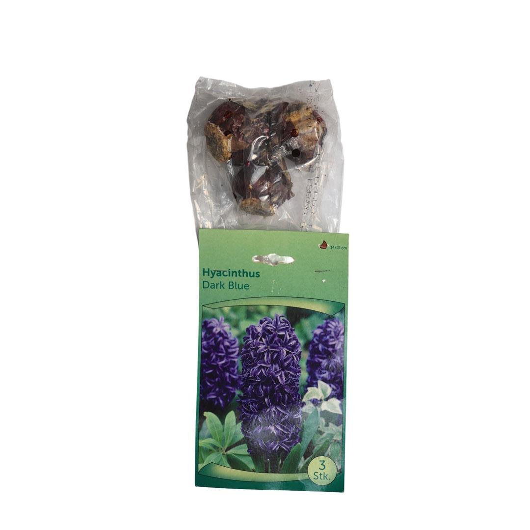 Sümbül Soğanı (Paket)