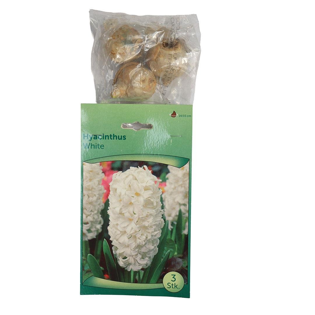 Sümbül Soğanı (Paket)