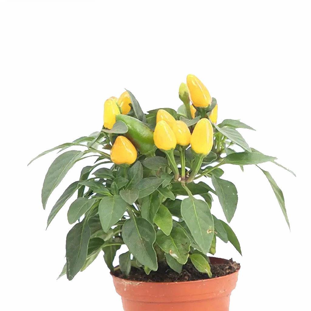 Süs Biberi - Cin Biberi Mix 9Ø 10-20 Cm S.İ. Yeşil