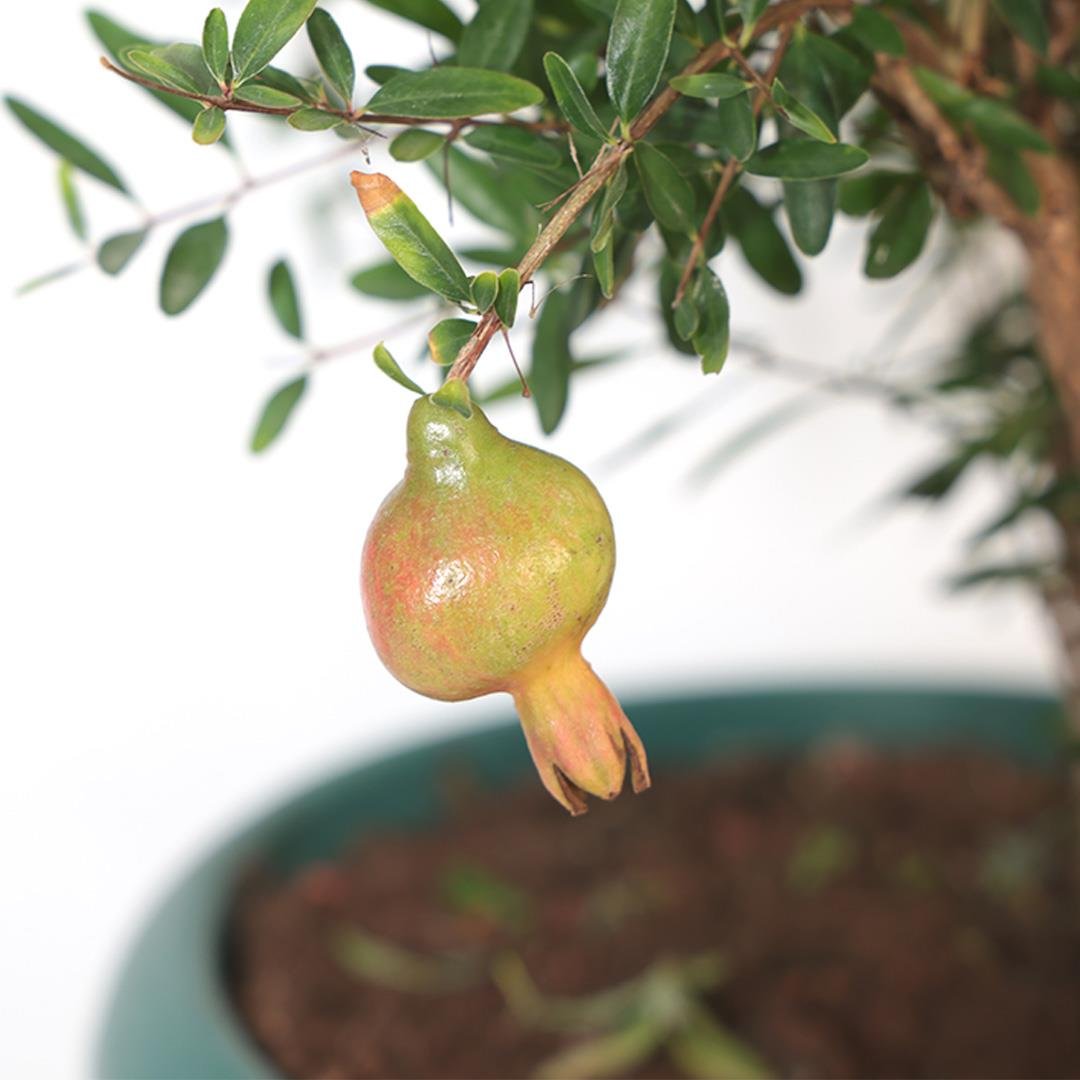 Süs Narı Bonsai