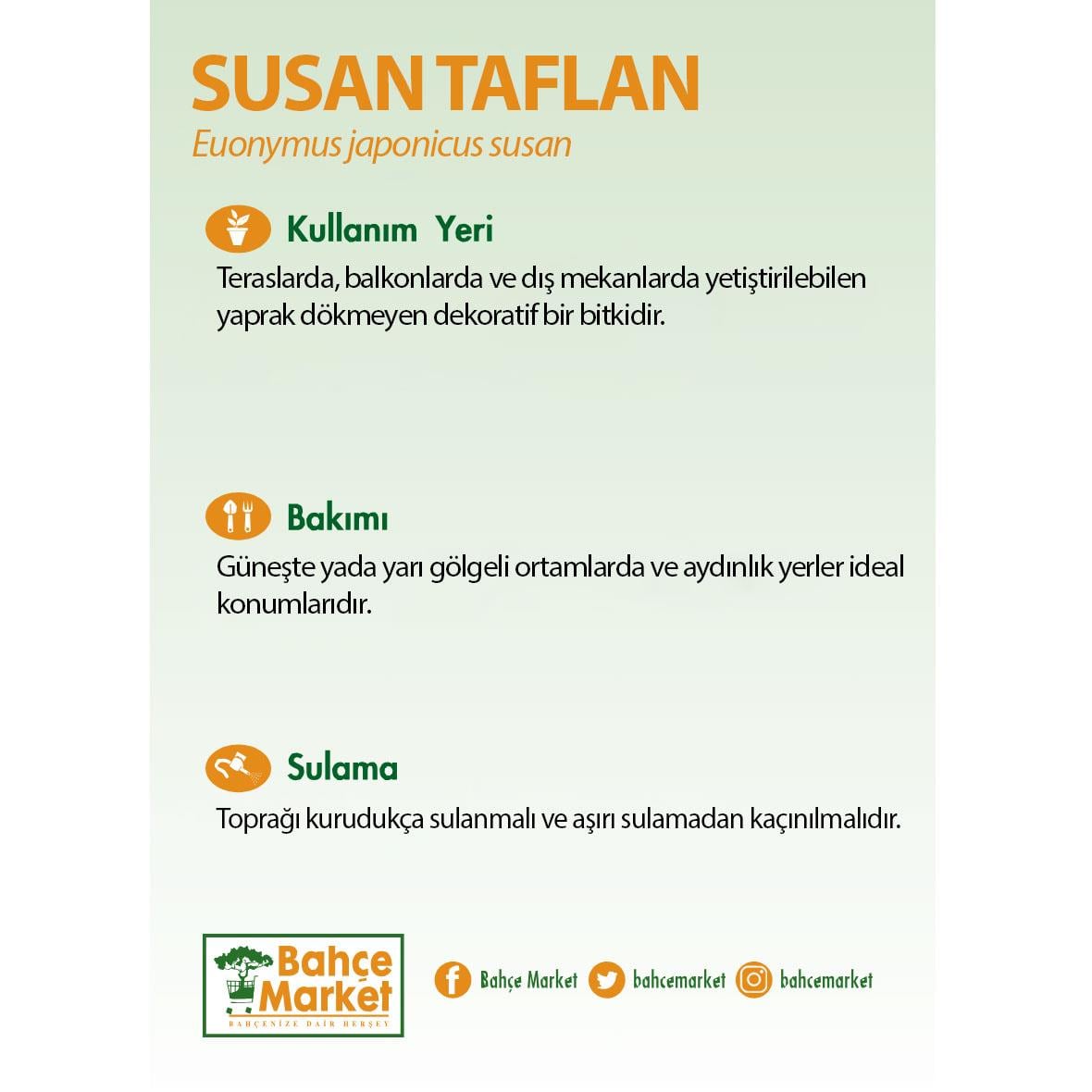 Susan Taflan - 35 Litre Saksı - Boy 60-80 Cm Yeşil