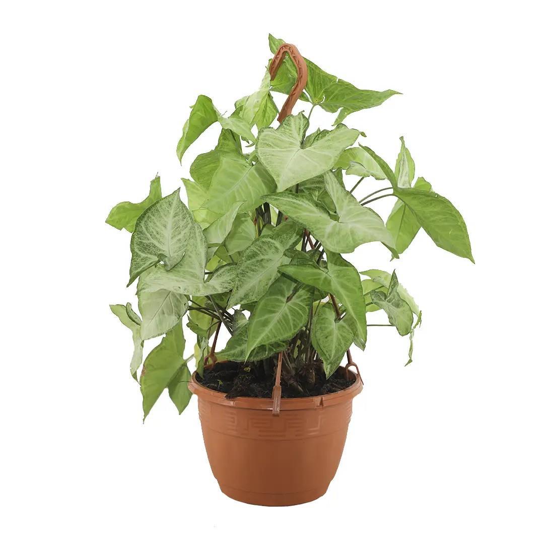 syngonium-ok-basi-sarmasigi-askili-20--b46d45.jpg