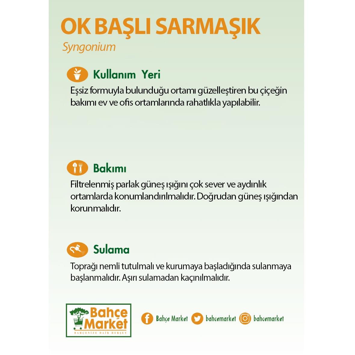 Syngonium - Ok Başı Sarmaşığı Askılı 20  30 Cm Yeşil