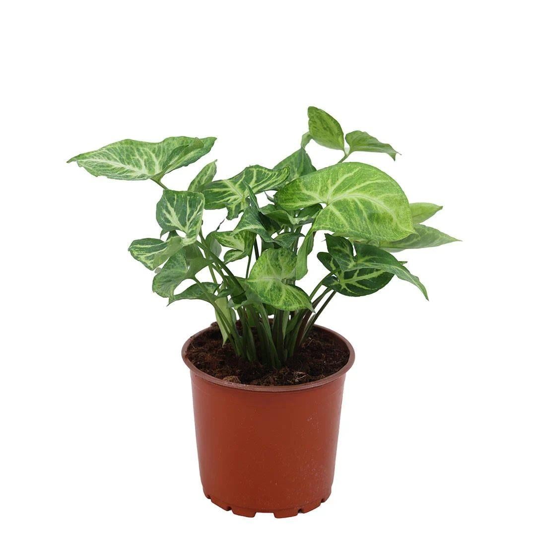 Syngonium (Ok Başlı Sarmaşk) 20-30 Cm