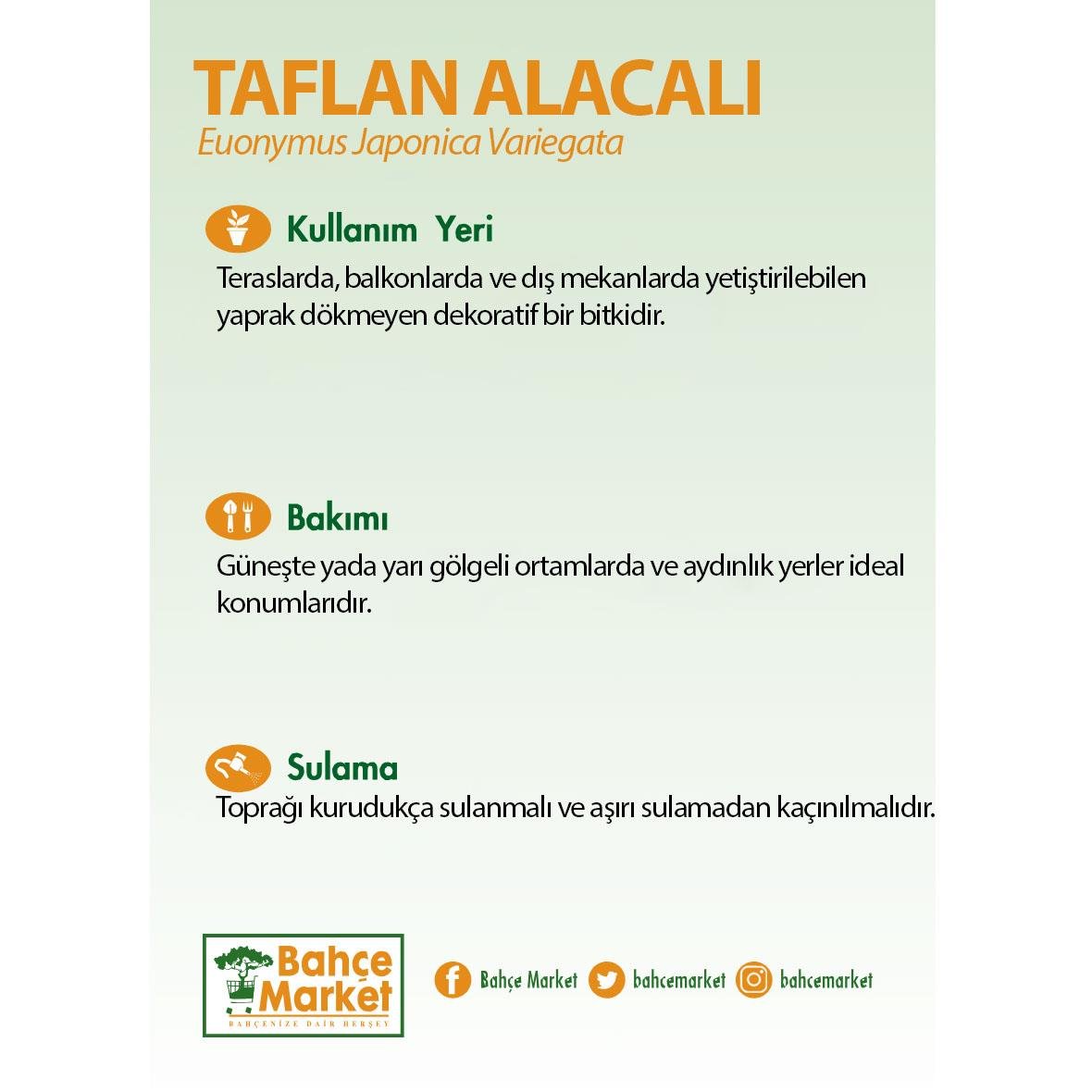 Taflan Alacalı Bitkisi 20-30 Cm