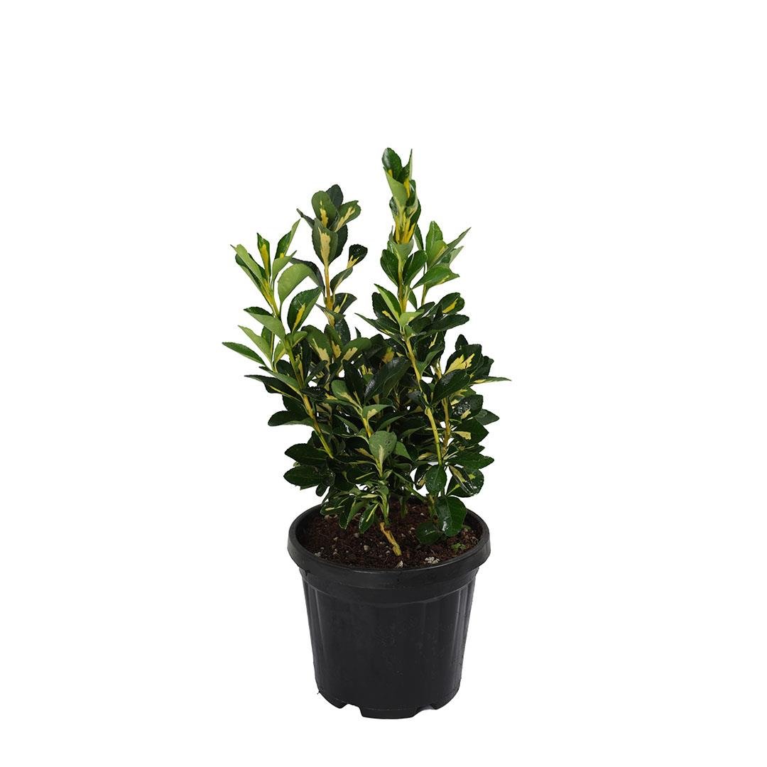 Taflan Alacalı Bitkisi 20-30 Cm