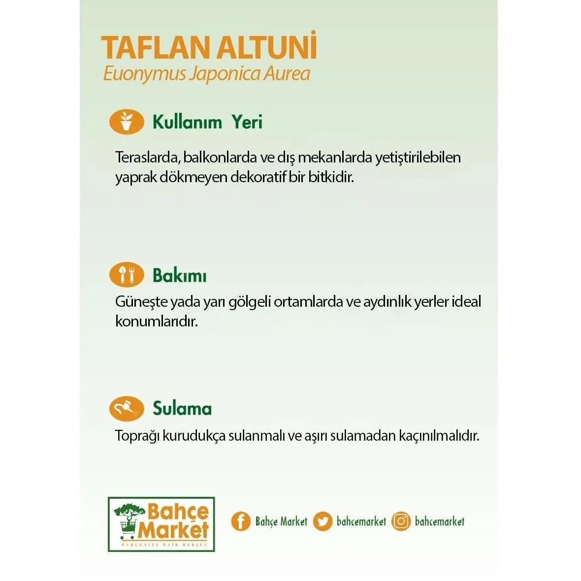 Taflan Altuni 10-20 cm