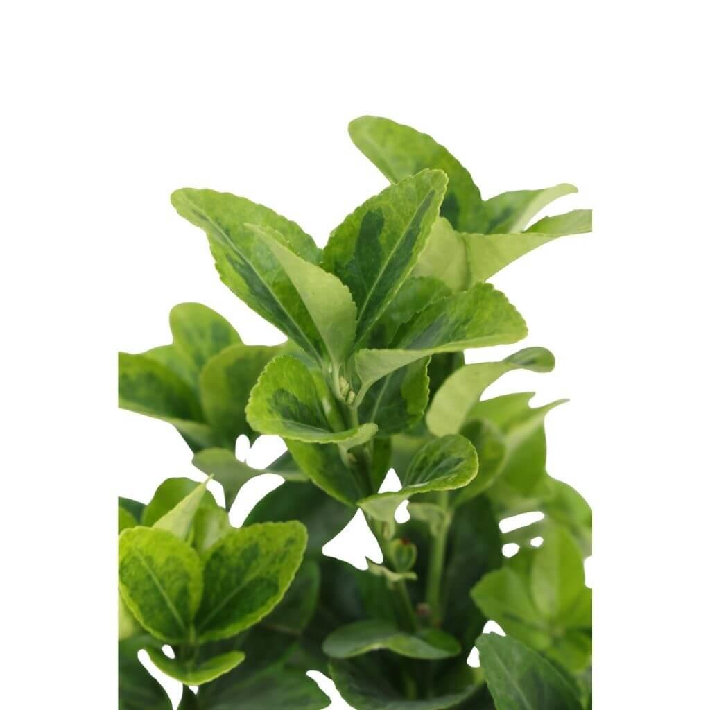 Taflan Altuni 10-20 cm