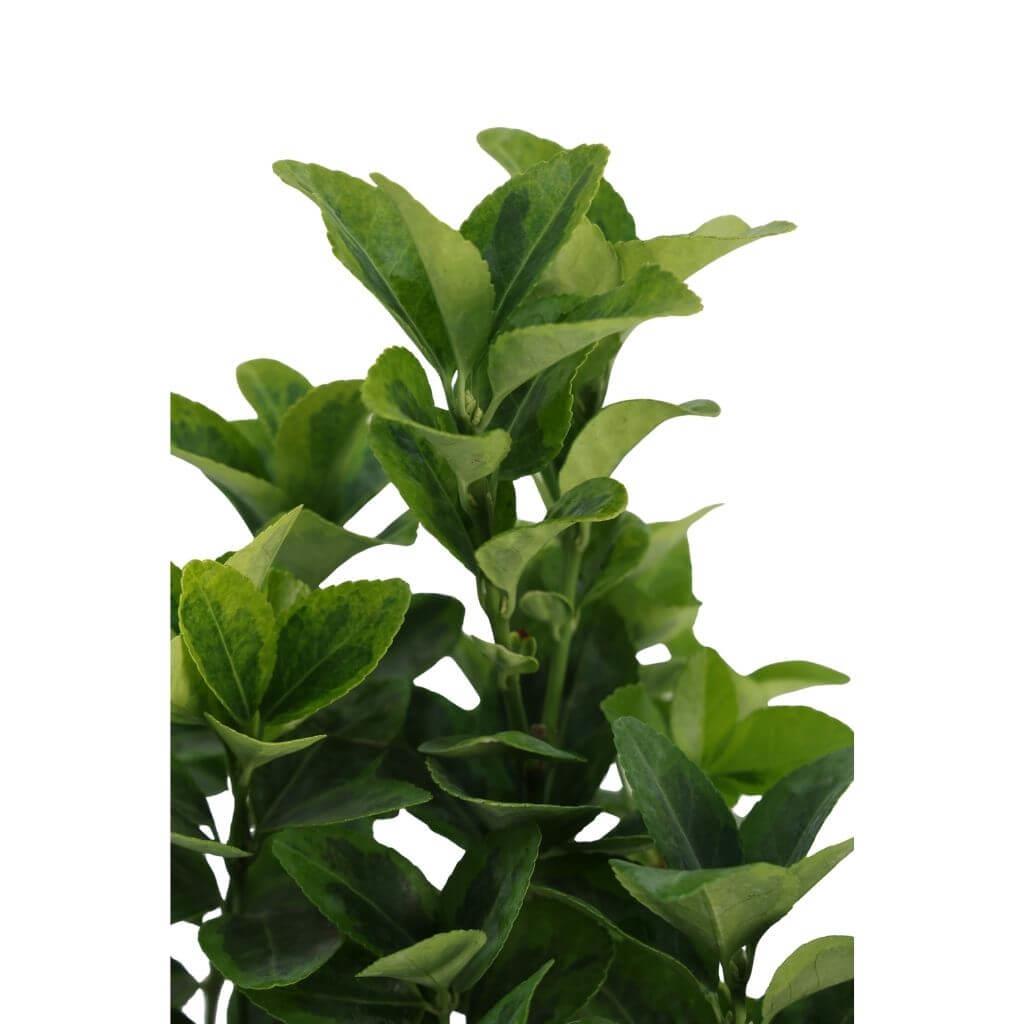 Taflan Altuni 10-20 cm