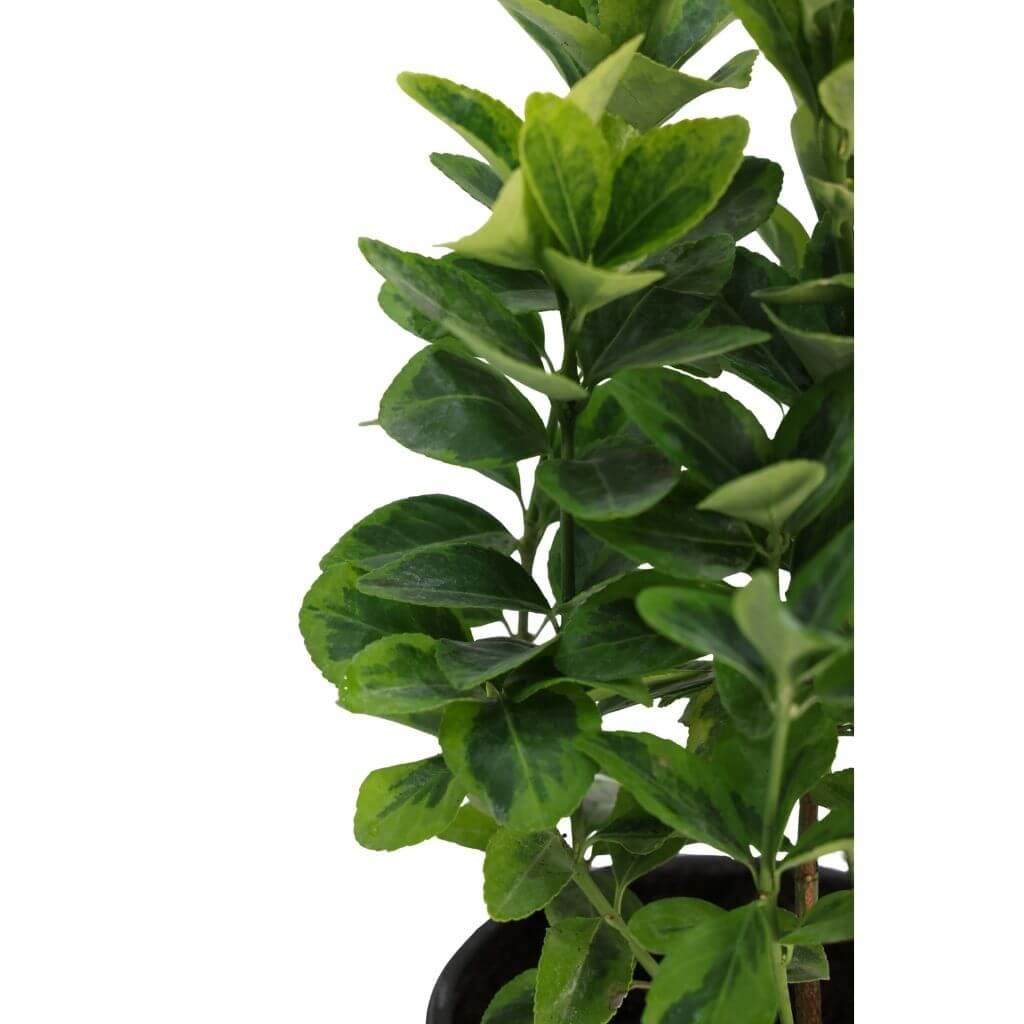 Taflan Altuni 10-20 cm