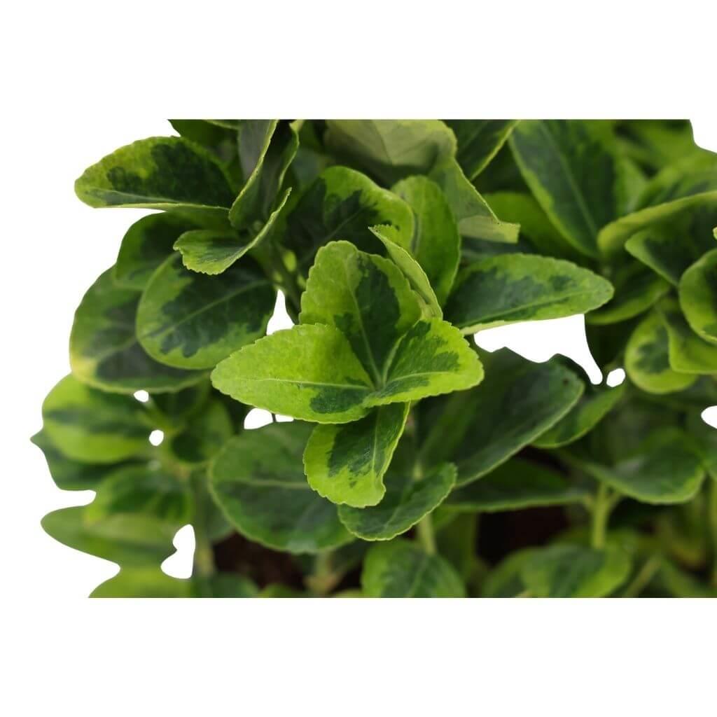 Taflan Altuni 20-30 cm