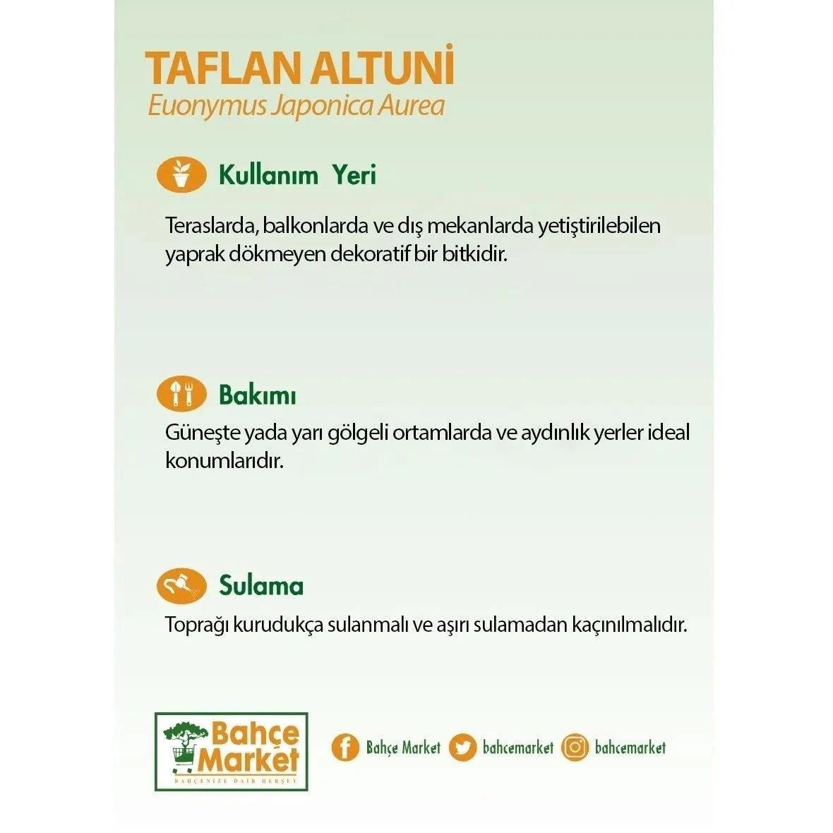 Taflan Altuni 20-30 cm