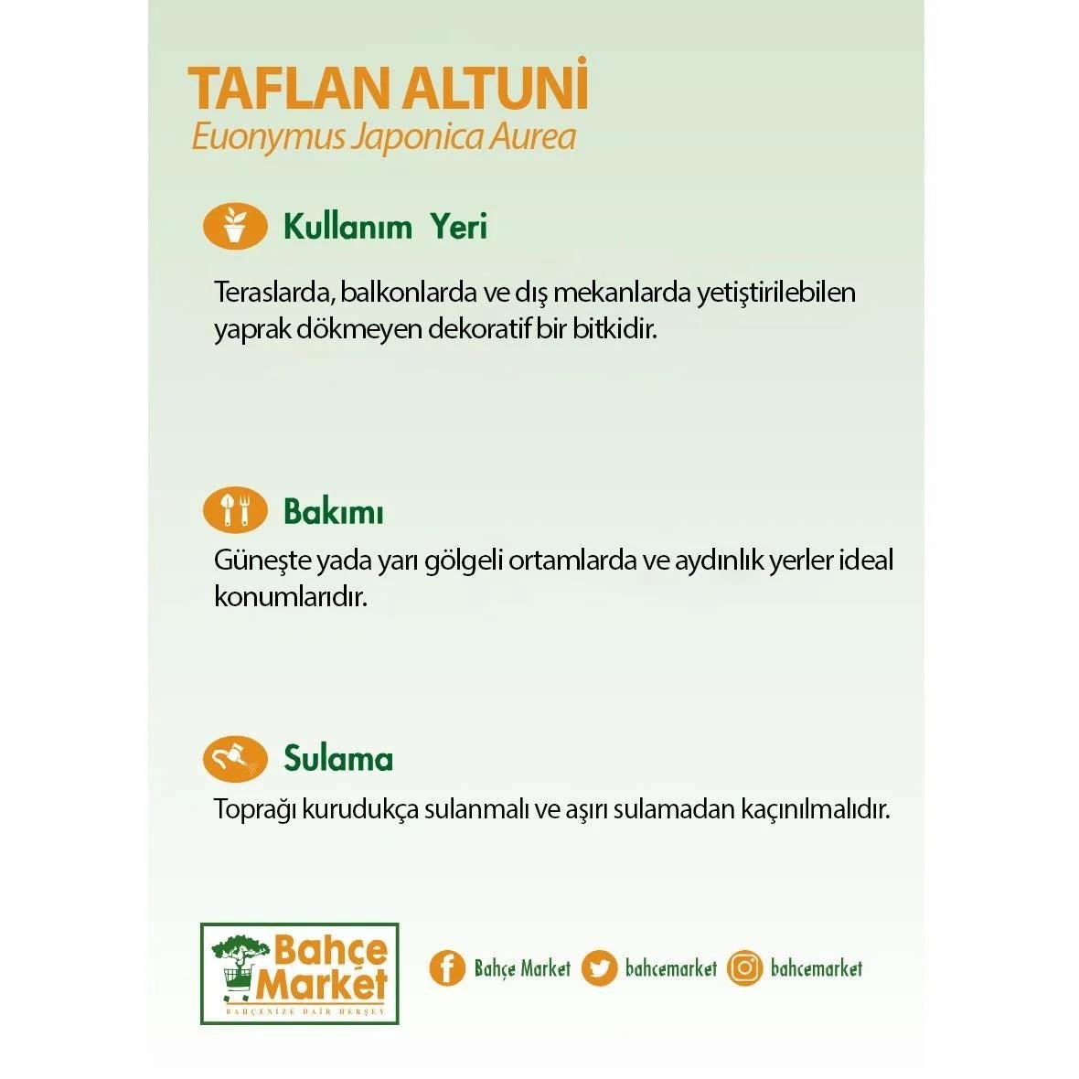 Taflan Altuni 20 Lt 40-60 cm