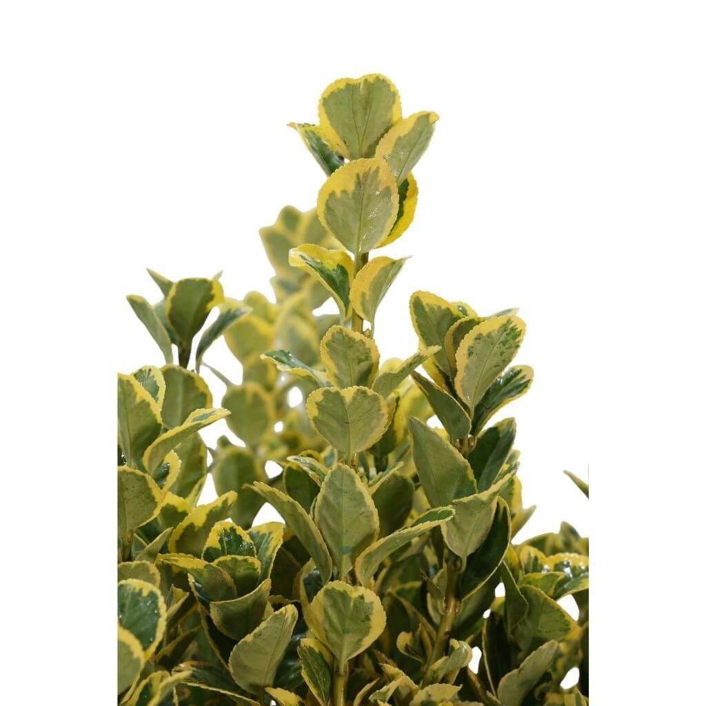 Taflan Altuni 40-60 cm