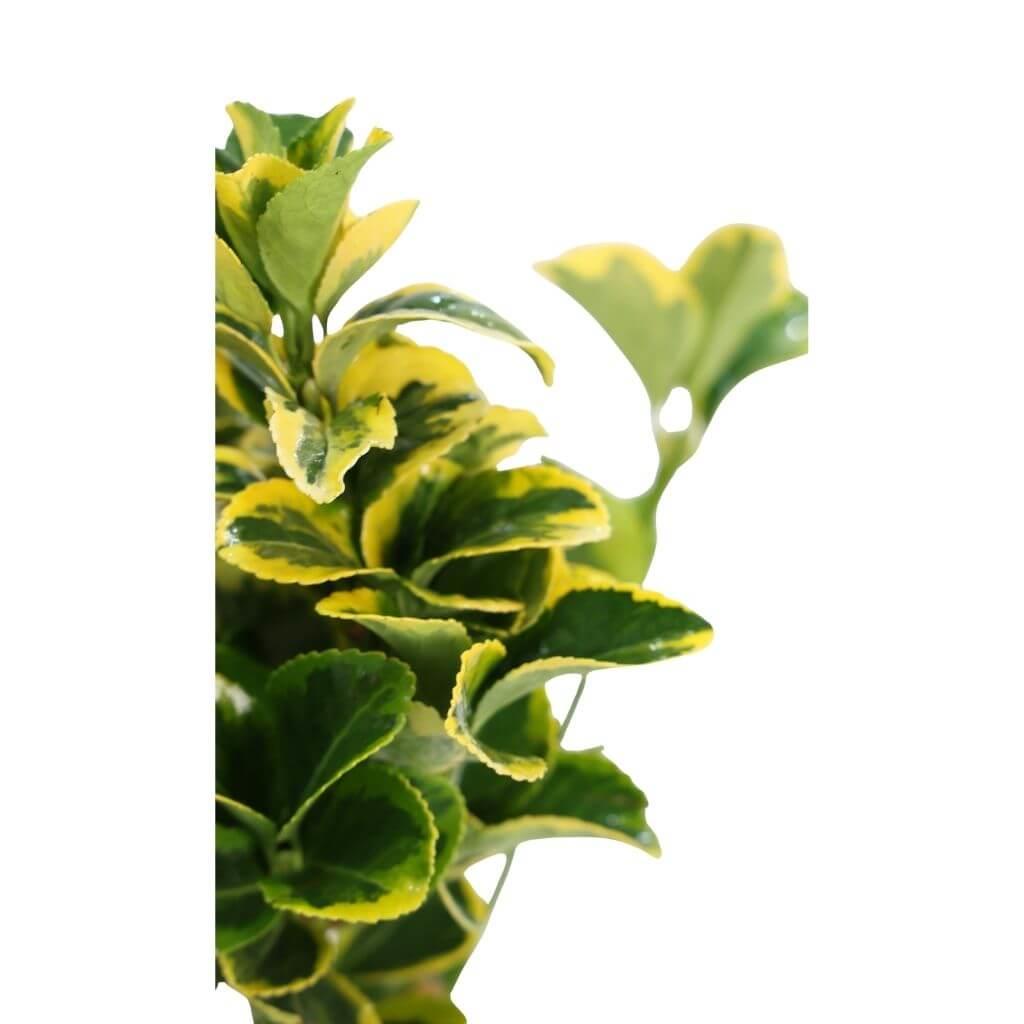 Taflan Altuni 40-60 cm