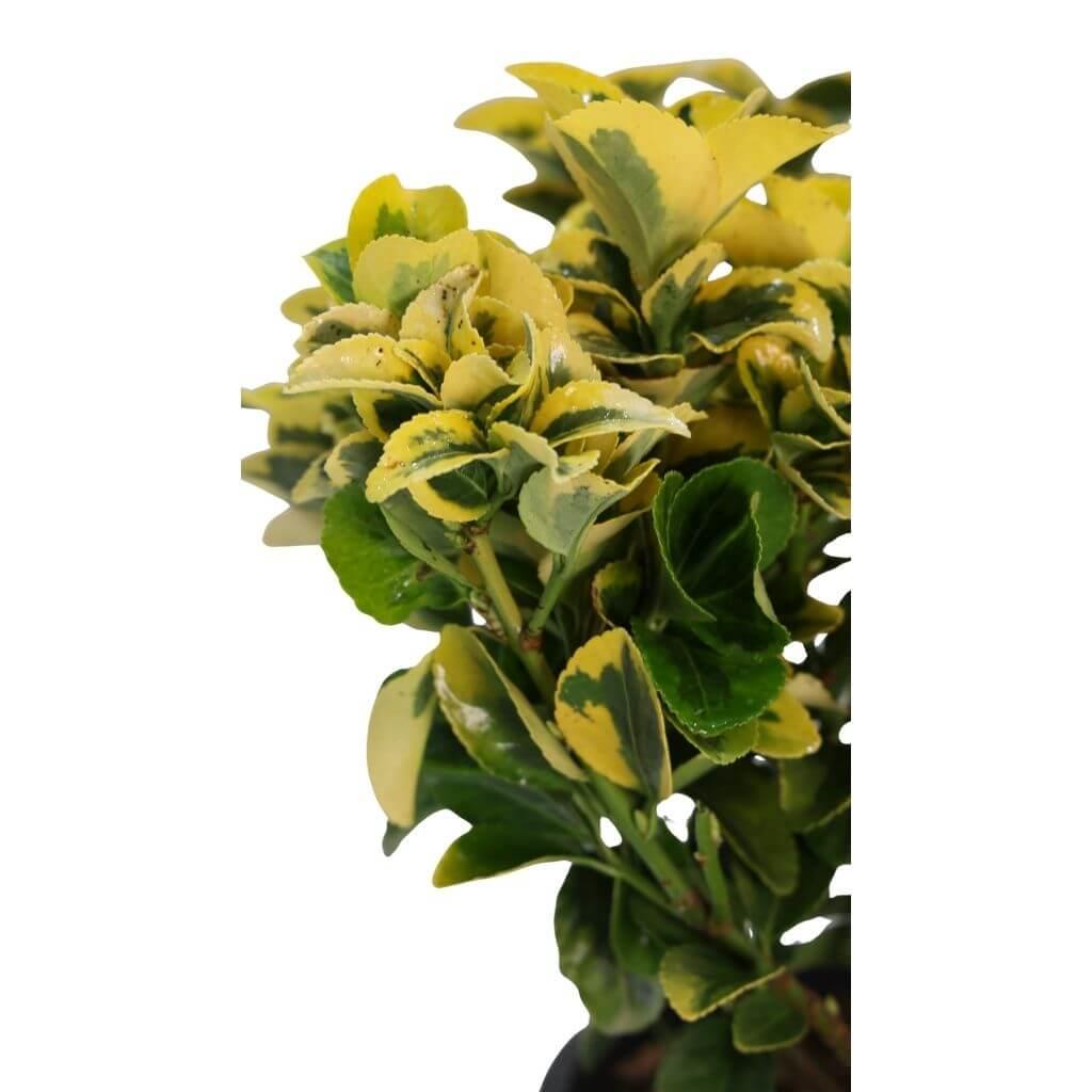 Taflan Altuni 40-60 cm