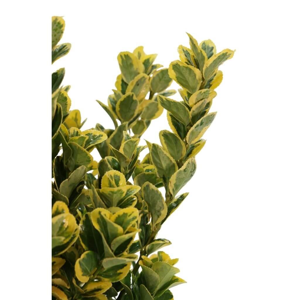 Taflan Altuni 40-60 cm