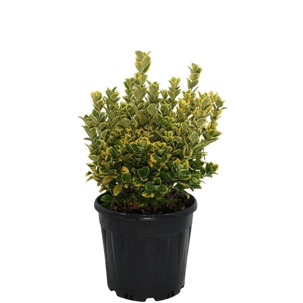 Taflan Altuni 40-60 cm