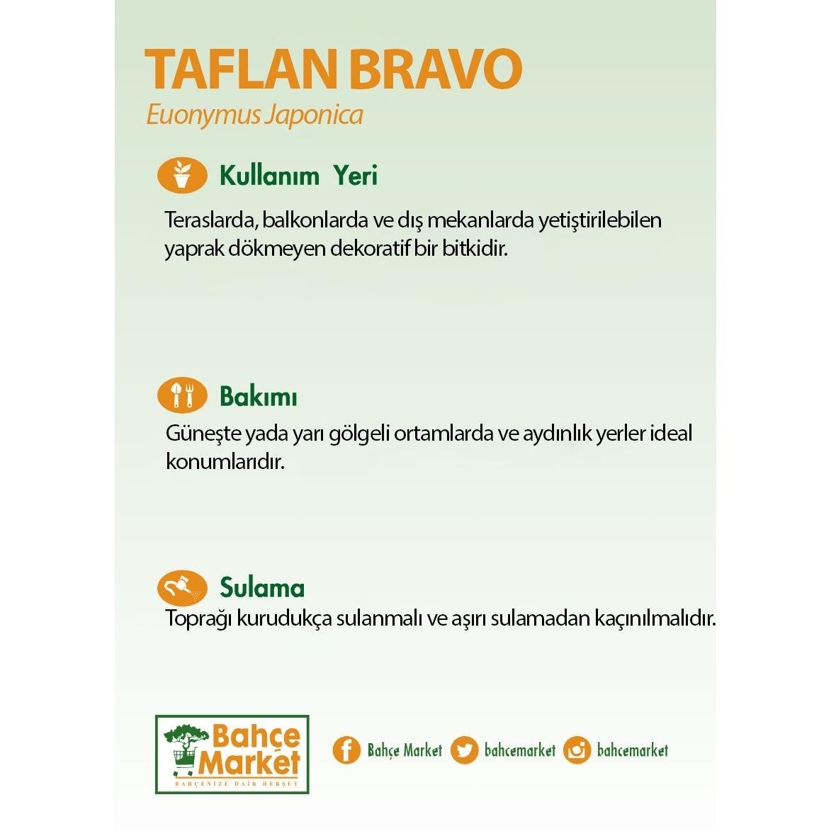Taflan Bravo 20-30 Cm