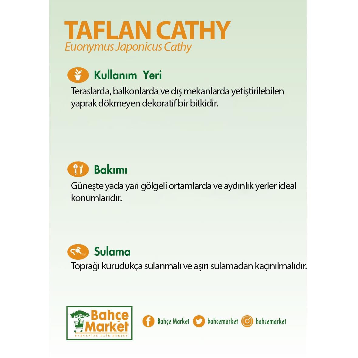 Taflan Cathy 20-30 Cm