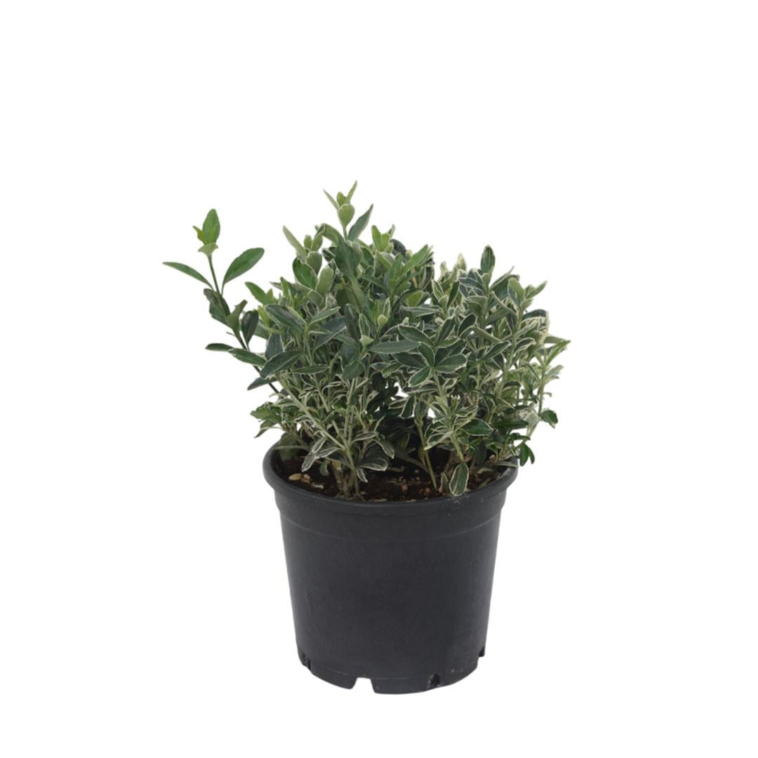 Taflan Cathy 20-30 Cm