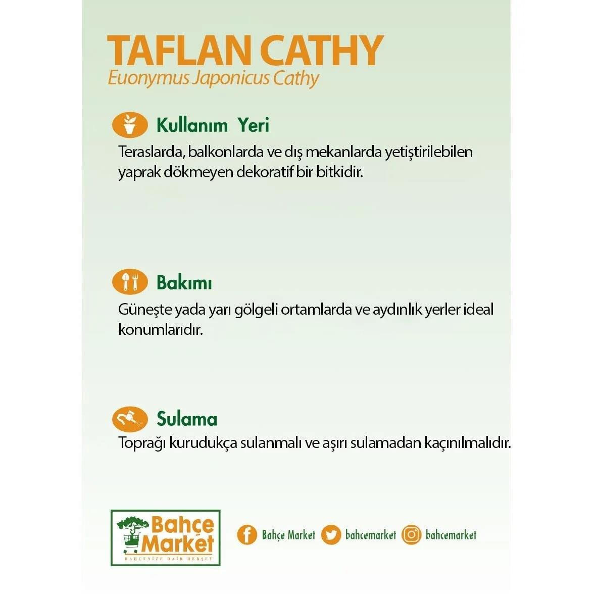 Taflan Cathy 40-60 Cm