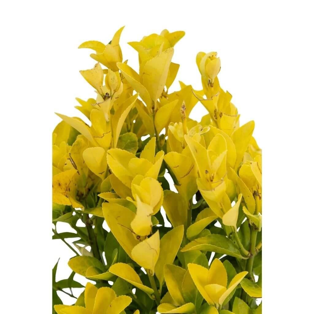 Taflan El Dorado 40-60 Cm