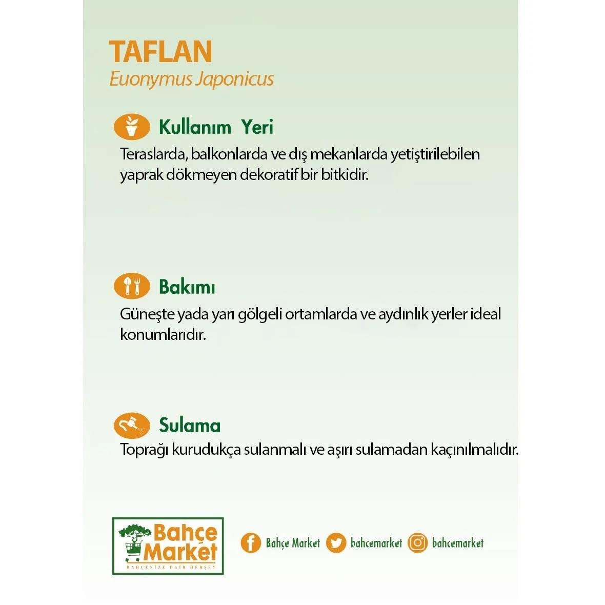 Taflan El Dorado 40-60 Cm