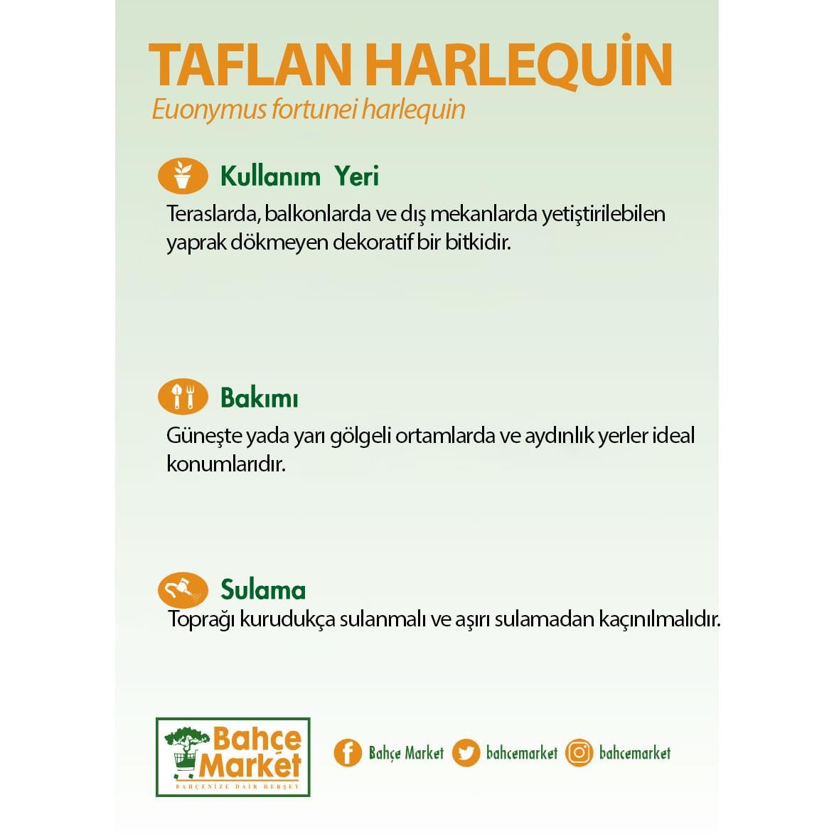 Taflan Harlequin  Yeşil