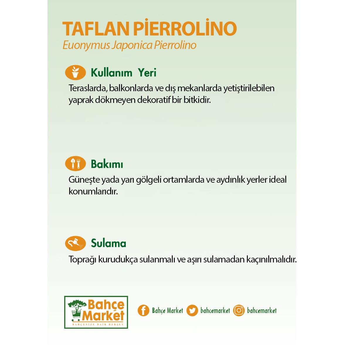 Taflan Pierrolino 20 - 30 Cm Yeşil