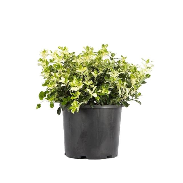 Taflan Pierrolino 40 - 60 Cm Yeşil
