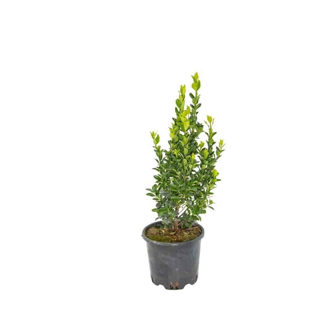 Taflan Sütun 20-30 Cm