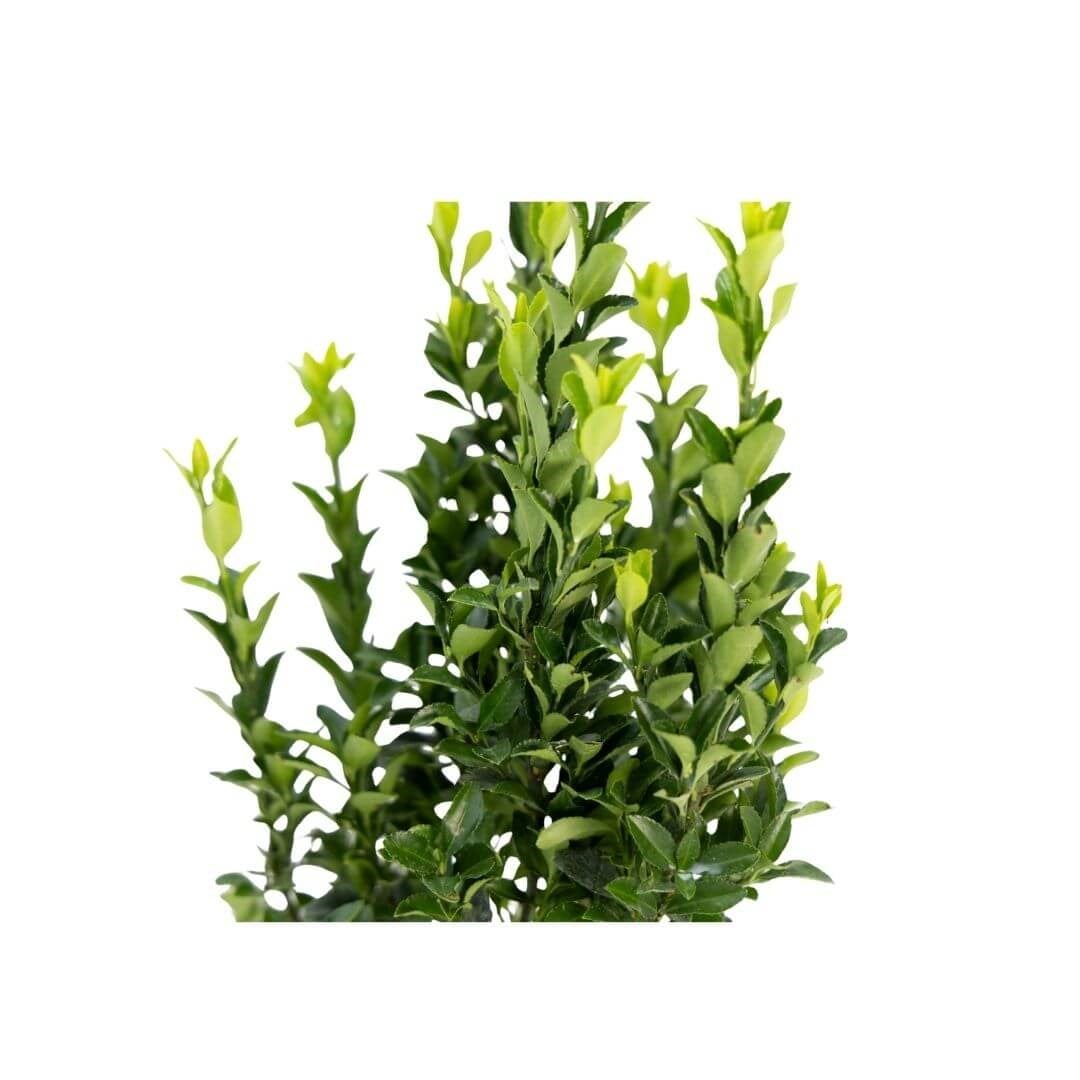 Taflan Sütun 20-30 Cm