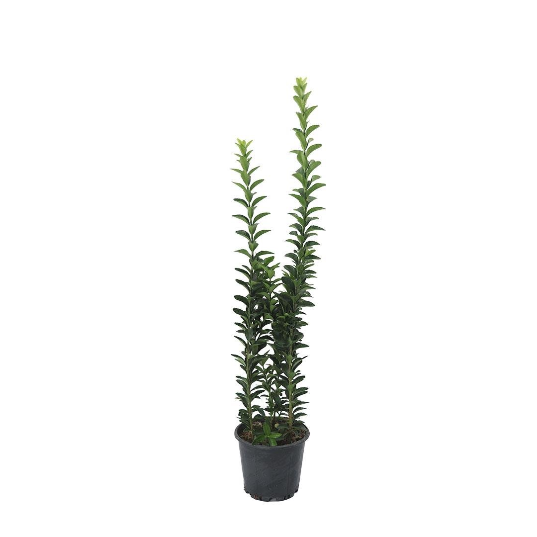 Taflan Sütun 30-40 Cm
