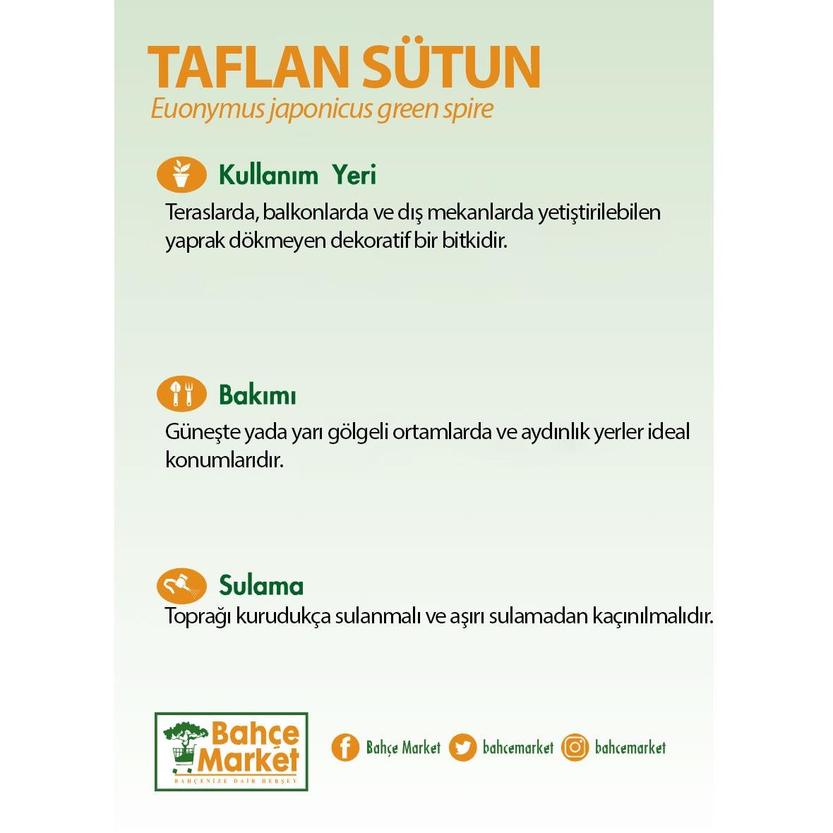 Taflan Sütun Bitkisi 10-20 Cm