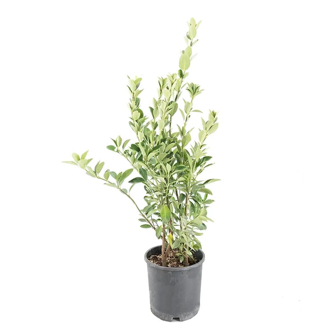 taflan-yesil-40-60-cm--2b68-.jpg