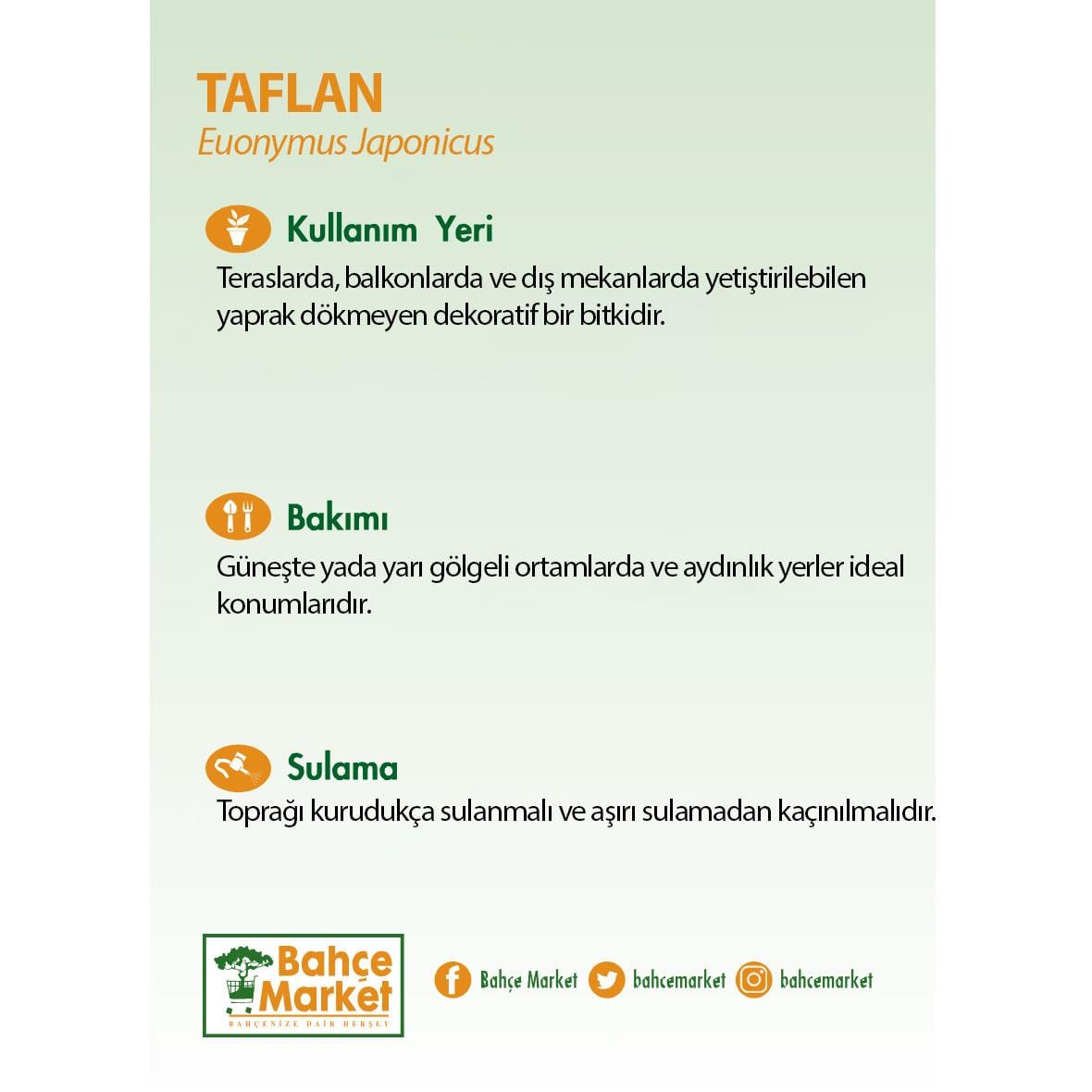 Taflan Yeşil 40 - 60 Cm Yeşil