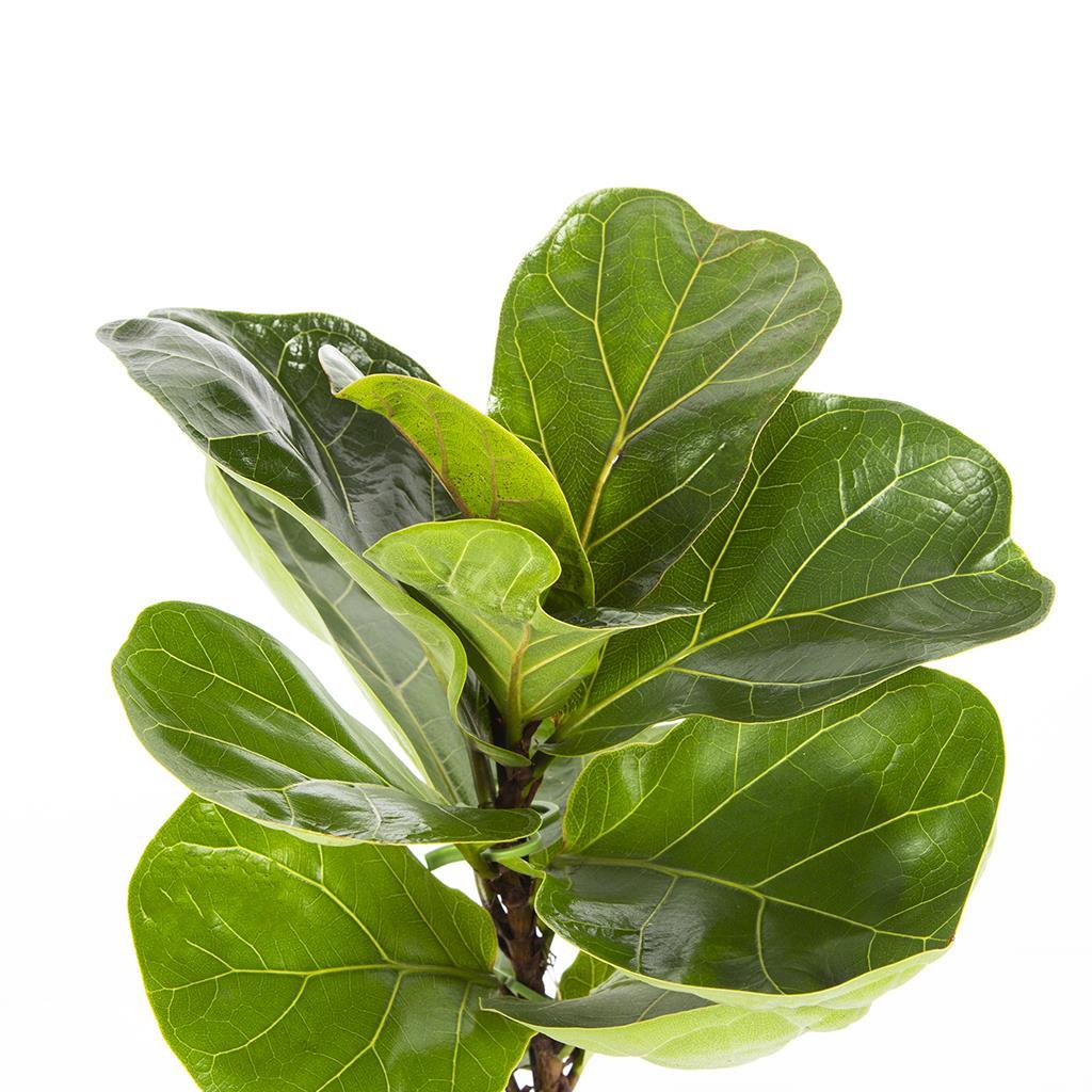 tekli-ficus-lyrata-580-fb.jpg