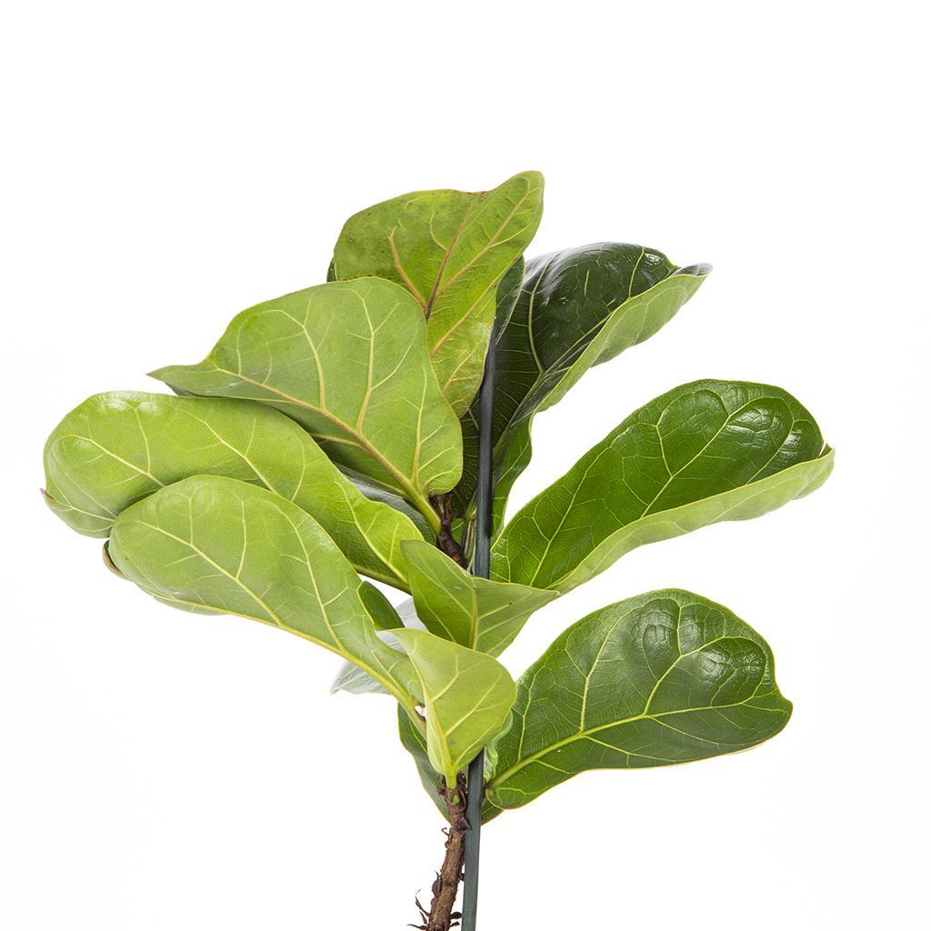 tekli-ficus-lyrata-f-bbe2.jpg