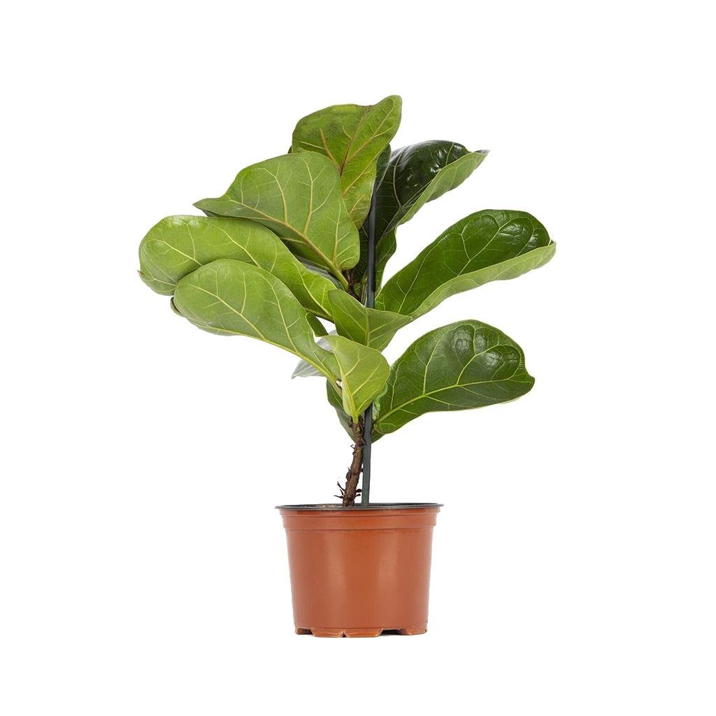 Tekli Ficus Lyrata Yeşil