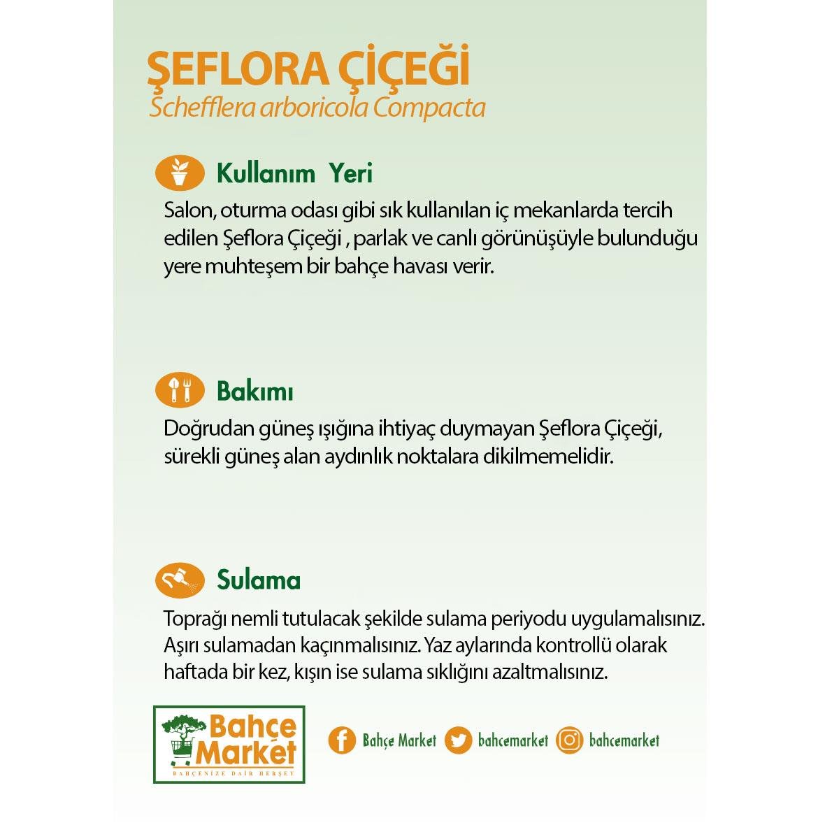 Tekli Şeflera Yeşil