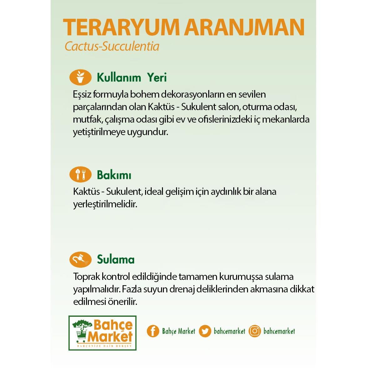 Terrarium (Teraryum) Aranjman 13