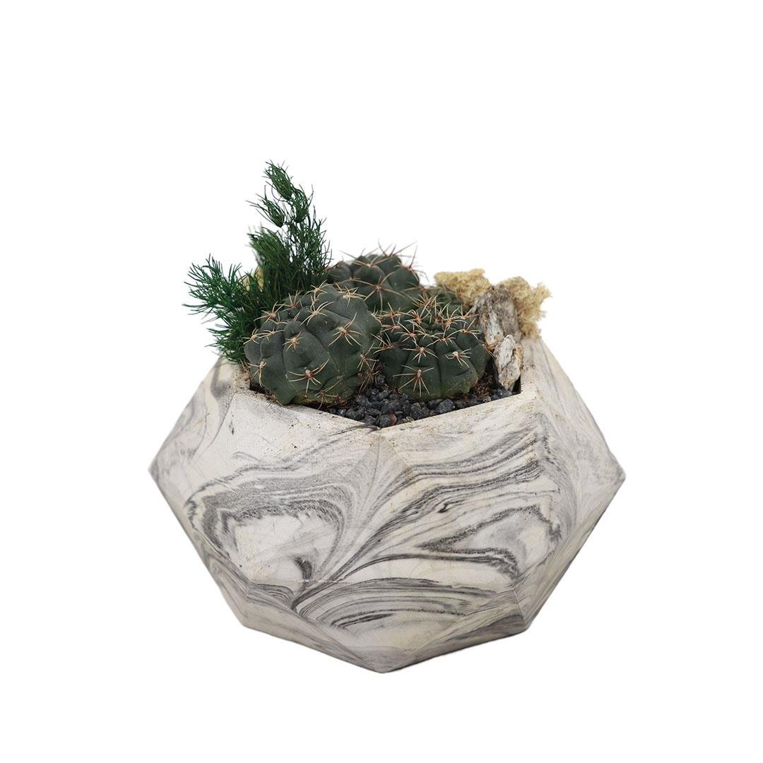 Terrarium (Terraryum) Aranjman-11