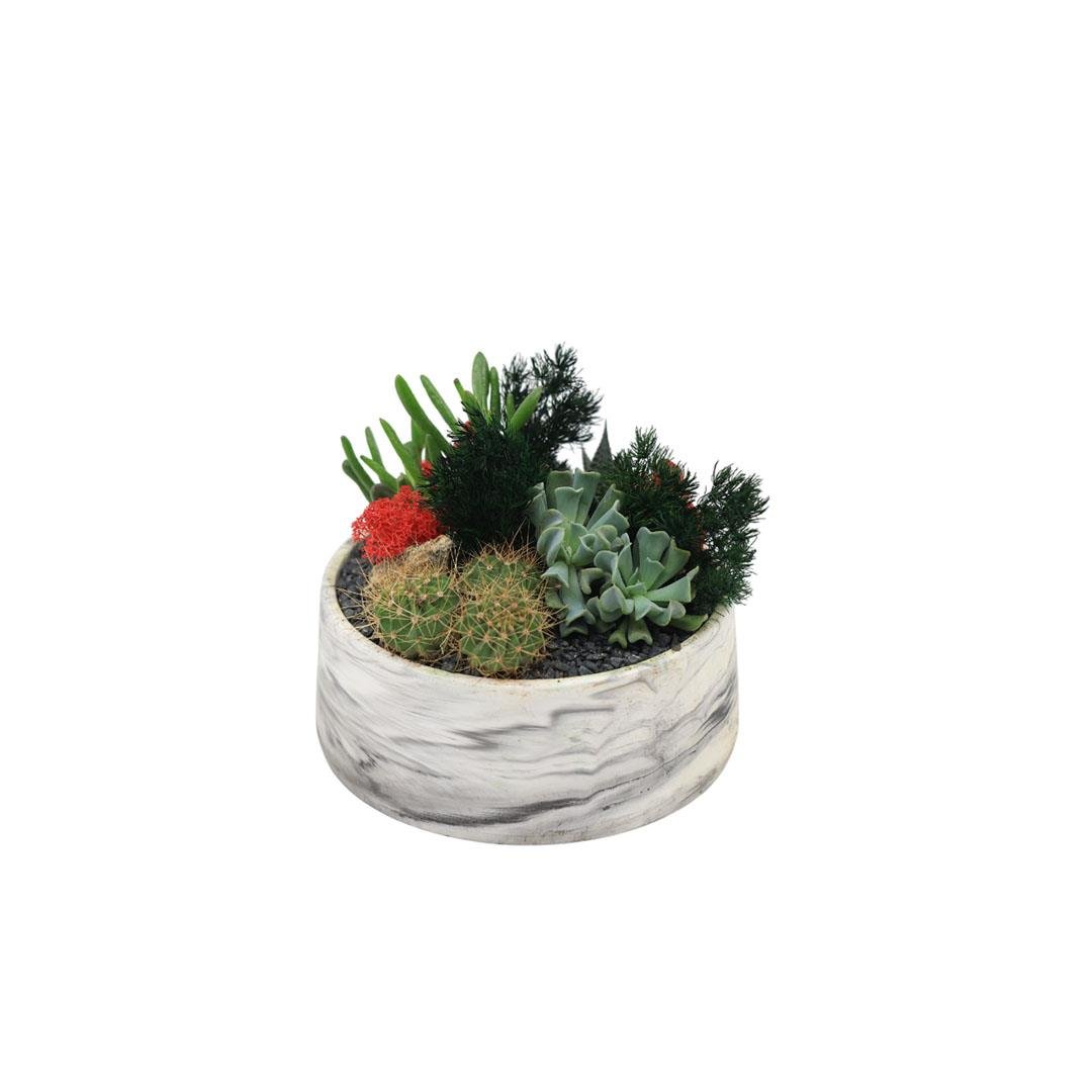 Terrarium (Terraryum) Aranjman 13