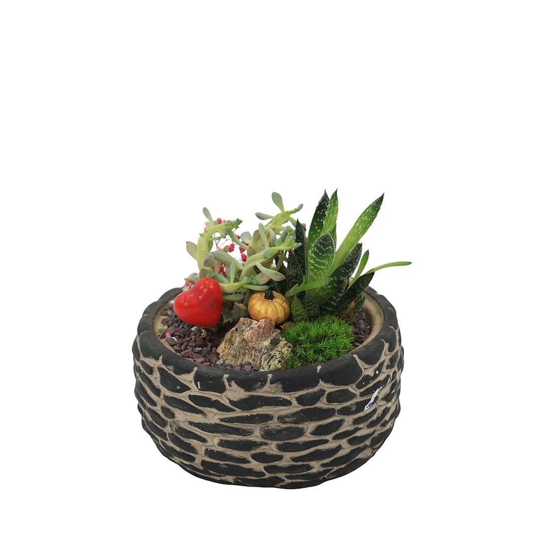 Terrarium (Terraryum) Aranjman 15