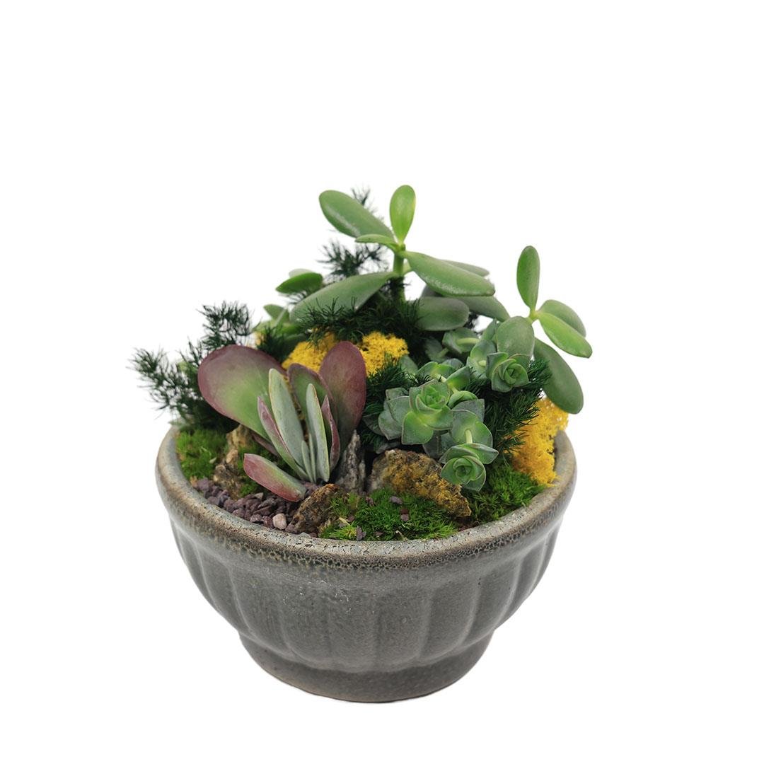 Terrarium (Terraryum) Aranjman